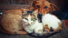 Friends or Enemies: How Cats and Dogs Really Feel About Each Other