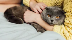 Where Cats Like to Be Petted: 7 ‘Right’ Spots